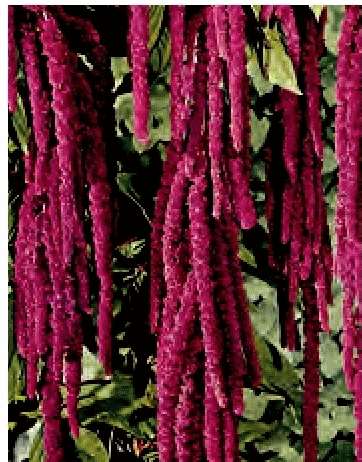 AMARANTO CODA DI VOLPE ROSSO GR.10